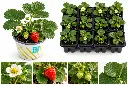 4121212f-8c1c-4700-ab85-ceb92fe80e8b.webp