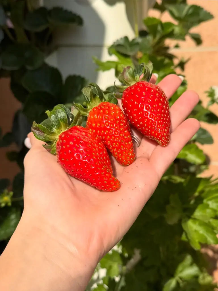 jpg3.webp