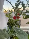 תמונה של WhatsApp‏ 2025-07-09 בשעה 15.34.24_d3d01412.webp