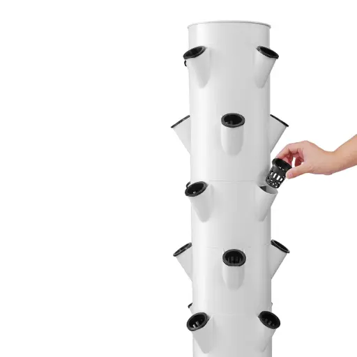 קומת גידול נוספת